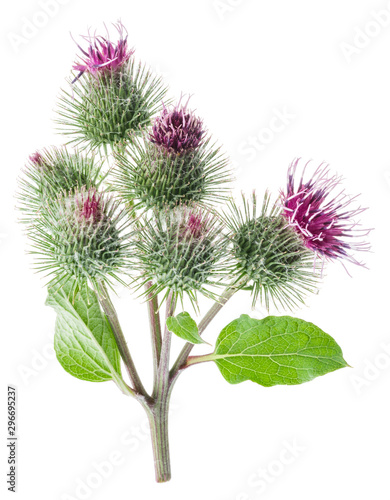 Prickly heads of burdock flowers isolated on white background.