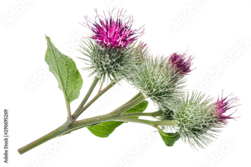 Fotótapéta Prickly heads of burdock flowers isolated on white background.