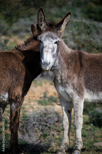 Dos burros andaluces en el Parque Natural del Estrecho, Tarifa, Cádiz, Andalucía, España