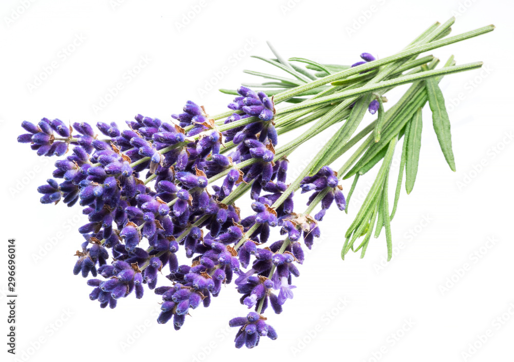 Bunch of lavandula or lavender flowers isolated on white background. Bunch of lavandula or lavender flowers isolated on white background.