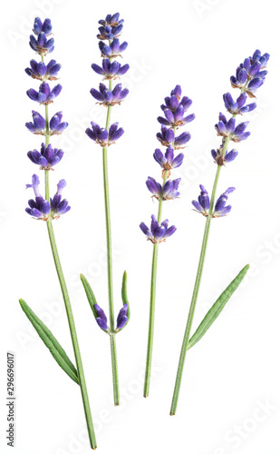 Several lavandula or lavender flowers on white background.