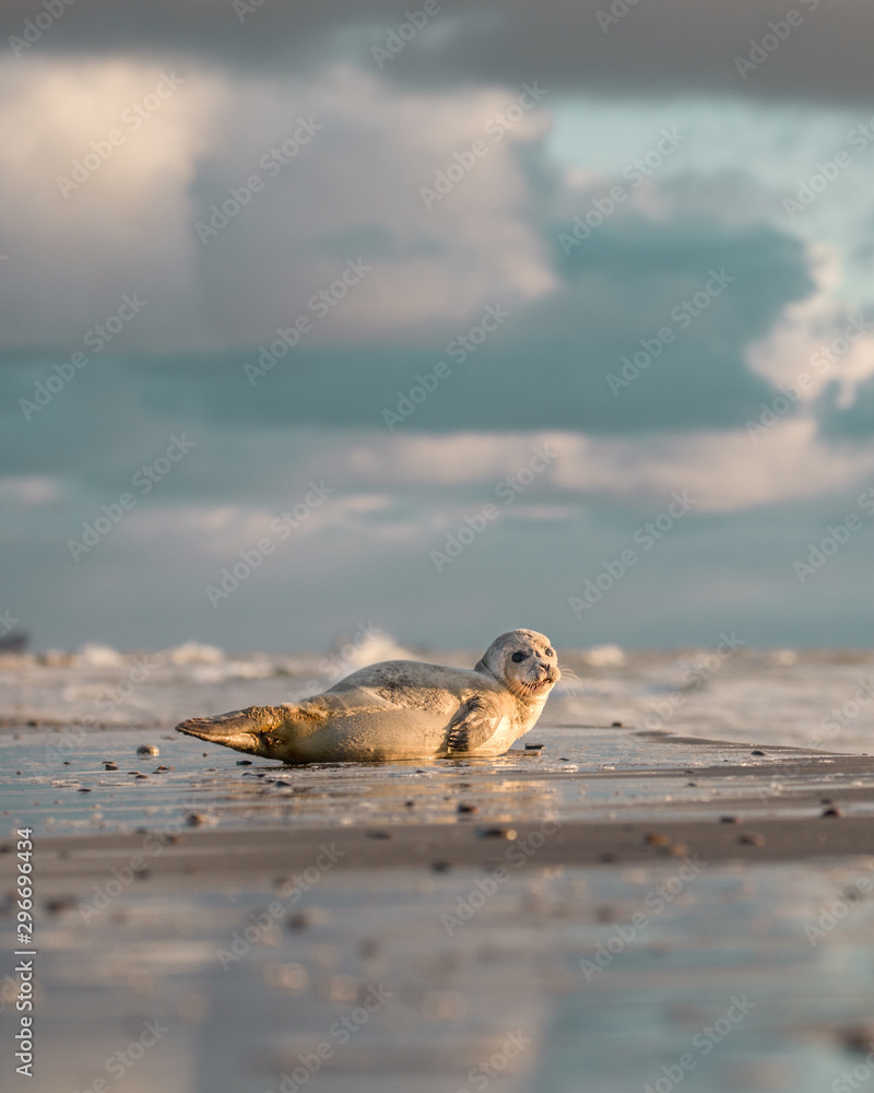 Fototapeta premium Seal laying in the sunrise
