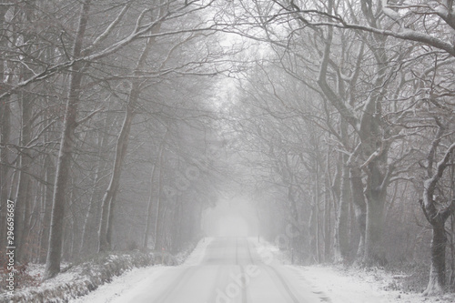 Wintertime - snow in the forest