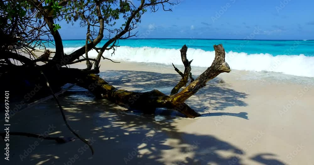 Tree branch standing at the edge of the beach Tree branch standing at the edge of the beach