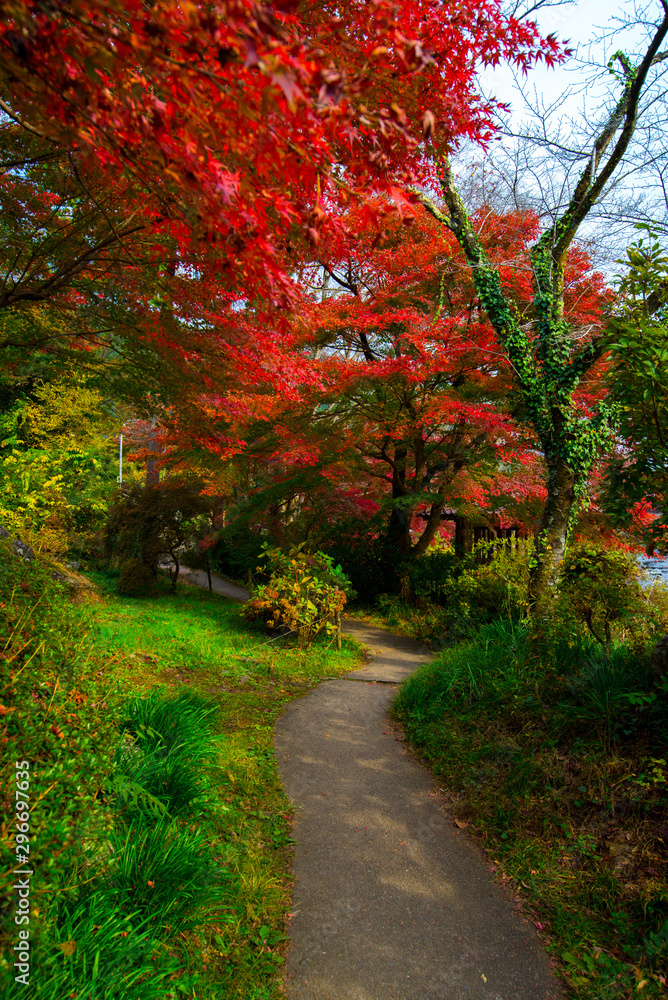 Japanese garden with maple tree Japan autumn Japanese garden with maple tree Japan autumn