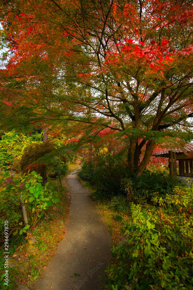 Japanese garden with maple tree Japan autumn.