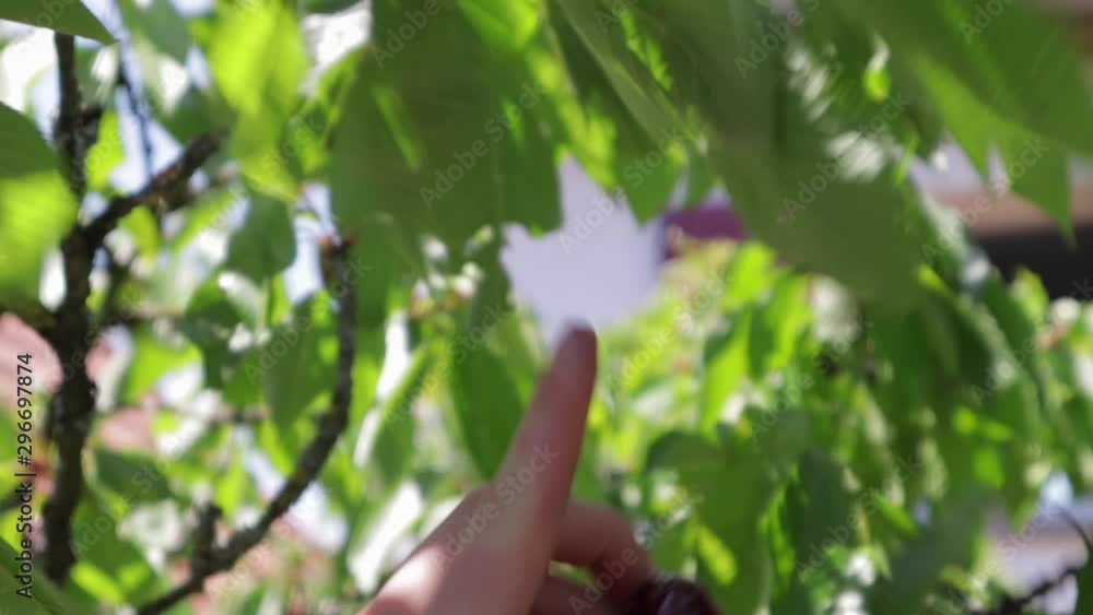 Causasian hand picking a single cherry off a tree branch in light slowmo during summer season Causasian hand picking a single cherry off a tree branch in light slowmo during summer season