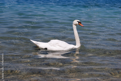 white swan swimming at lake