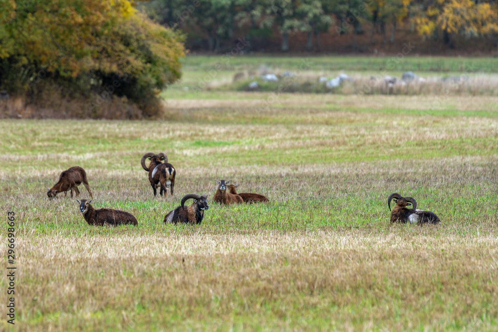 Herd of mouflon sheep in a green autumn field Herd of mouflon sheep in a green autumn field