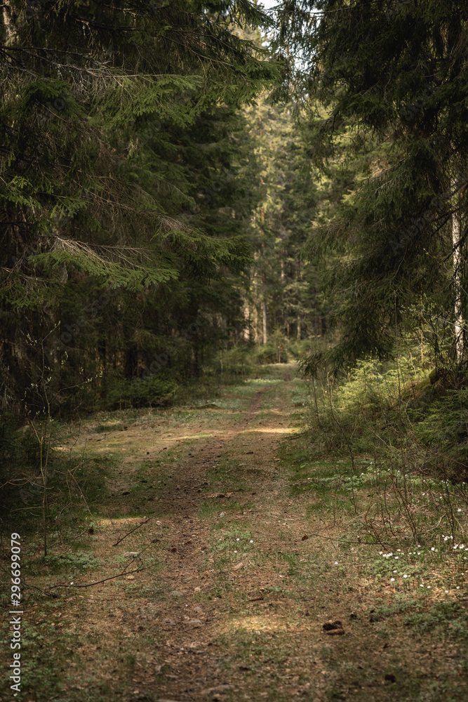 Fototapeta premium Old path leading into a lush green fir forest