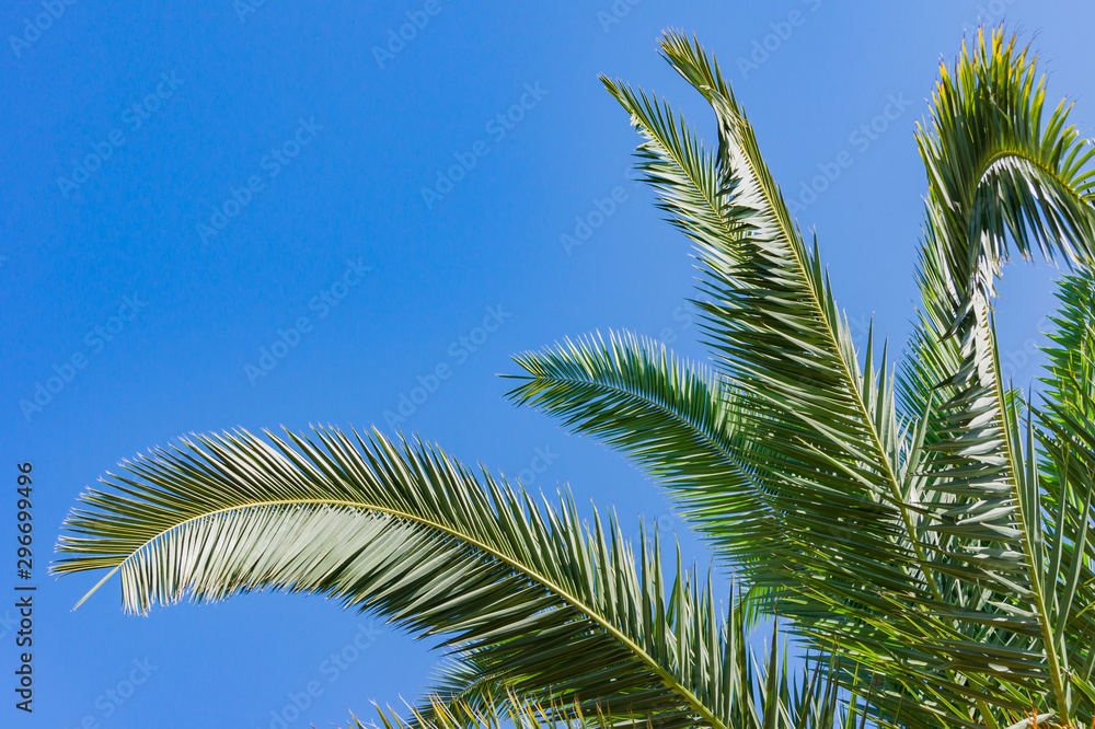 Summer vacation concept background. Green branches of palm trees against blue sky, copy space for your text Summer vacation concept background. Green branches of palm trees against blue sky, copy space for your text