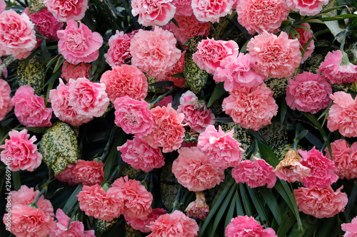 Pink carnation blossoming in sunlight