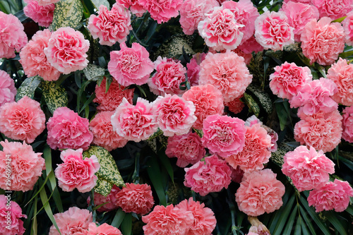 Pink carnation blossoming in sunlight