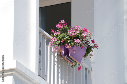 Hanging flower pot in balcony 