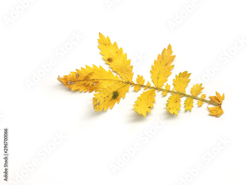 Yellow autumn fall leaves of wild strawberry isolated on white background. Old leaves.