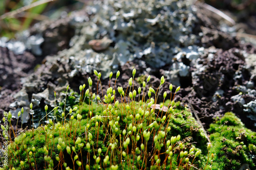 Green Moss growing on stone