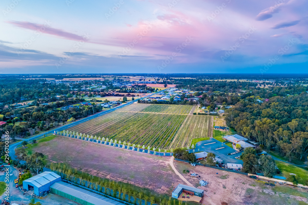 Vineyard and countryside at sunset in Moama, New South Wales, Australia