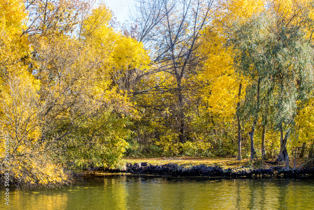 Obraz premium yellow trees in autumn by the river
