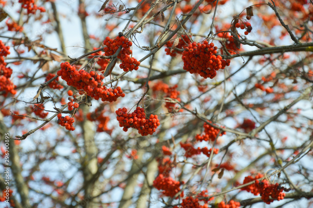 autumn postcard. nature in autumn. red mountain ash and dry leaves. autumn postcard. nature in autumn. red mountain ash and dry leaves.
