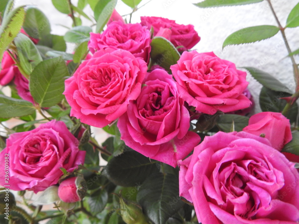 rosa Röschen rosa Röschen