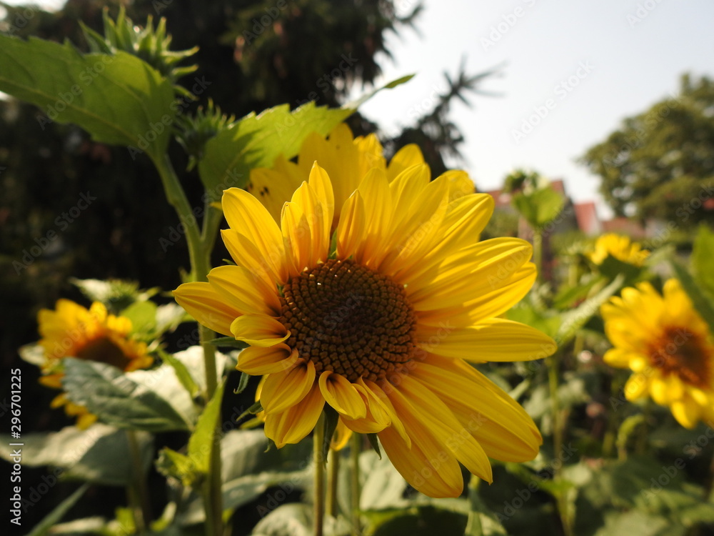 Obraz premium gelbe Sonnenblume