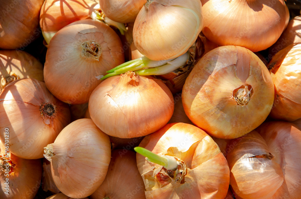 Fresh onions. Onions background. Ripe onions. Onions in market Fresh onions. Onions background. Ripe onions. Onions in market