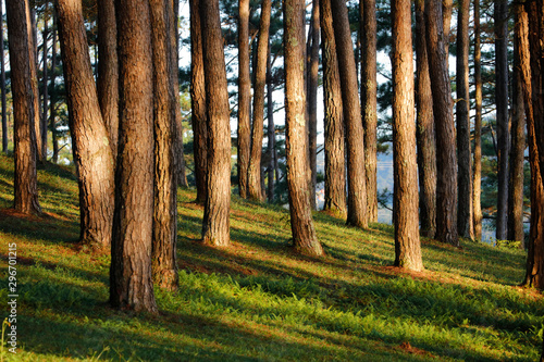 Fototapeta Naklejka Na Ścianę i Meble -  Beautiful pine forest in morning sunlight