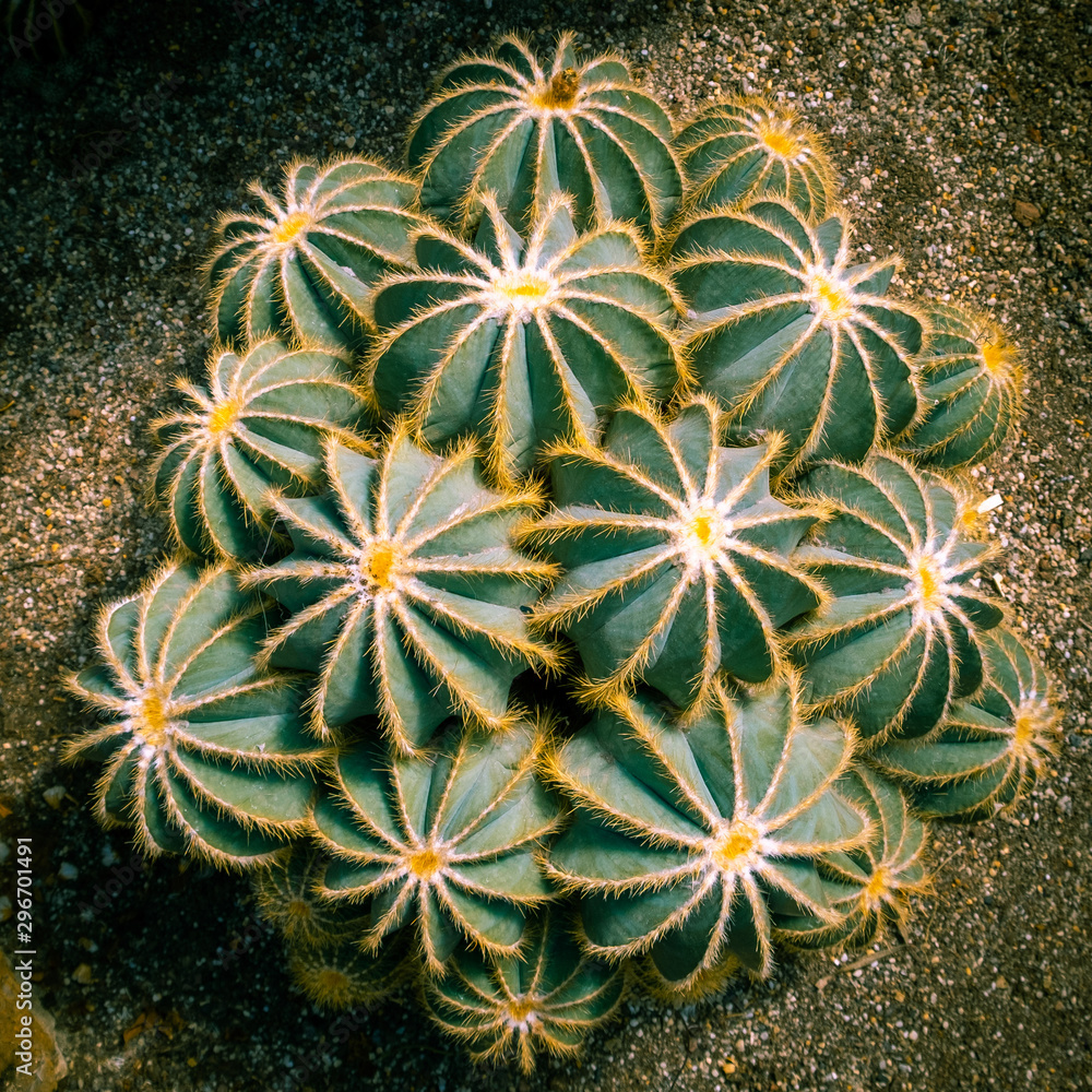 Fototapeta premium Desert hedgehog cactuses growing in a pile