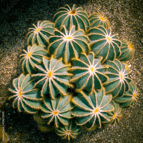 Desert hedgehog cactuses growing in a pile