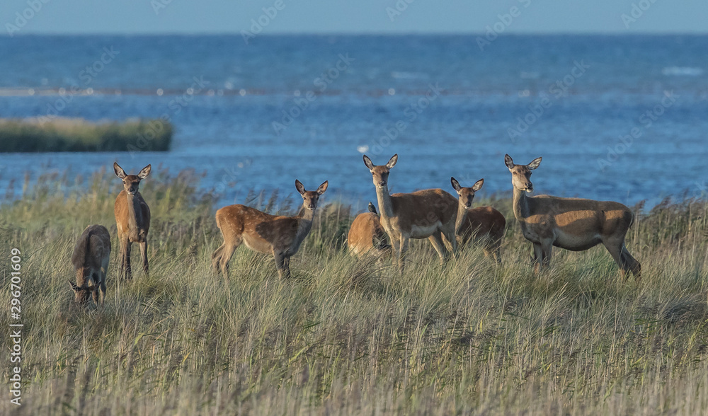 rotwild am meer