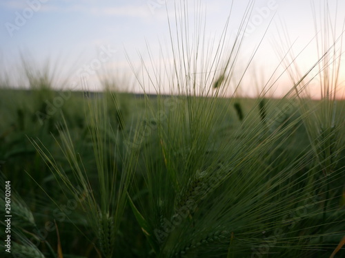 green field of wheat at sunset on the summer eve