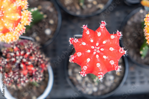 Ruby ball cactus top view with shallow focus photo