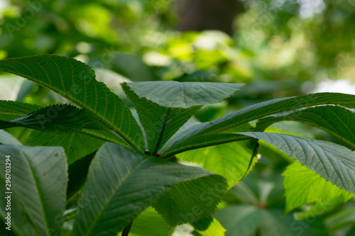 Wallpaper Mural green leaves of a tree Torontodigital.ca