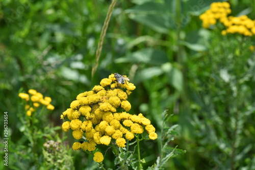 macro field insects on flowers