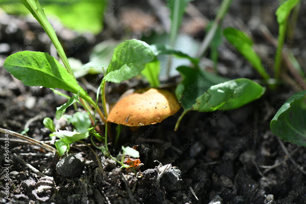 yellow mushrooms on the ground yellow mushrooms on the ground
