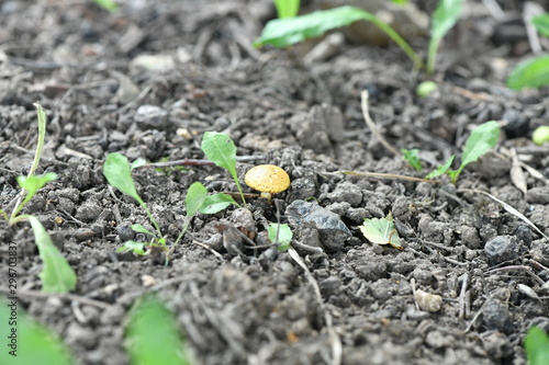 yellow mushrooms on the ground