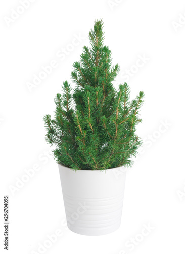 Bushy fir tree in plant pot isolated on white background