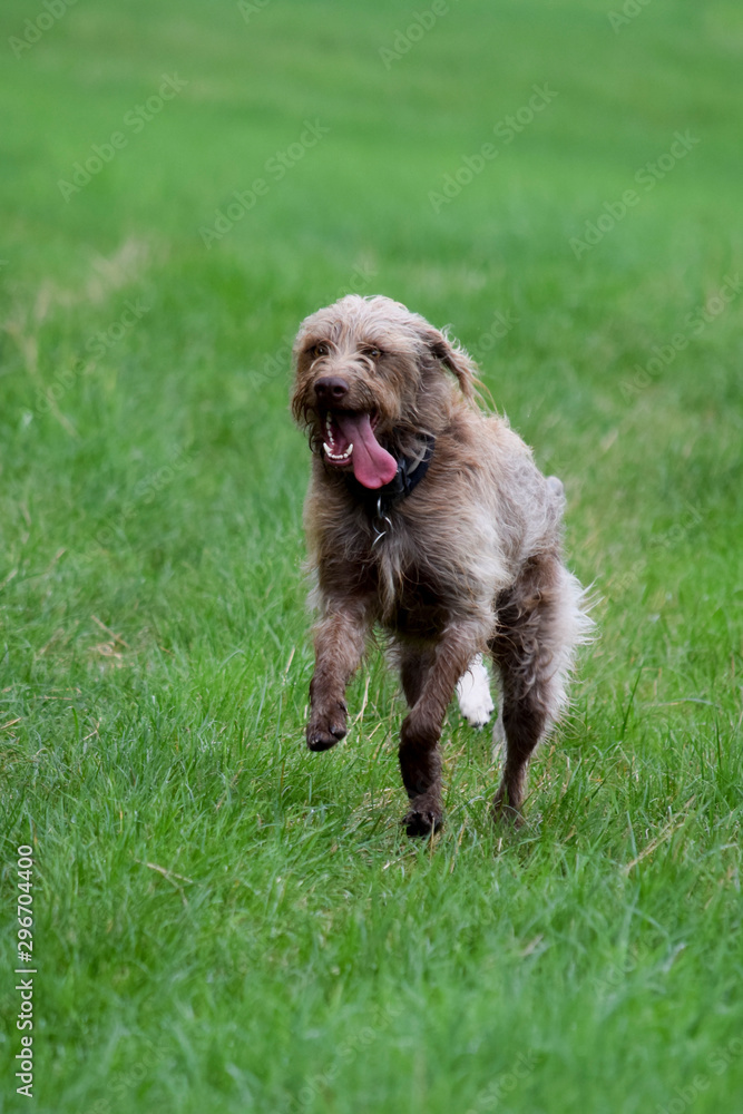 Fototapeta premium two young dogs play together on the meadow
