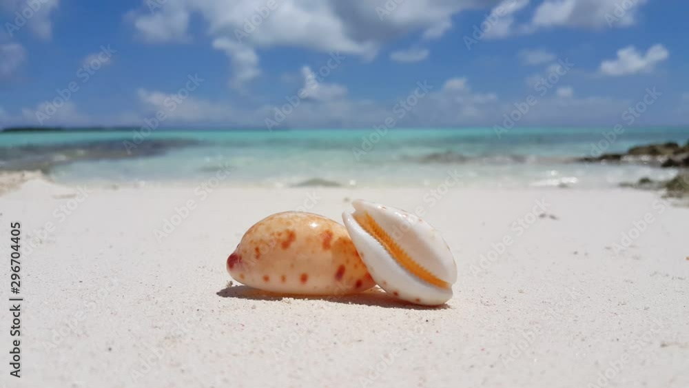 White Sandy Beach With Two Shells On Sand And Sea Shore In The Background, close up shot with shallow focus White Sandy Beach With Two Shells On Sand And Sea Shore In The Background, close up shot with shallow focus