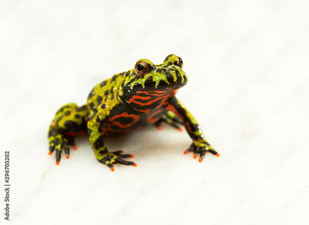 Fototapeta premium Fire-bellied toad on white.