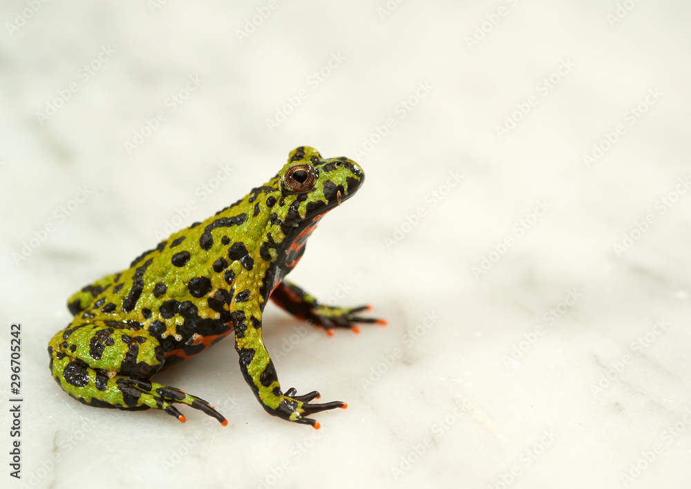 Fototapeta premium Fire-bellied toad on white.