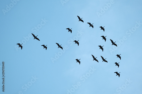 Wild greylag and Canada geese in flight.