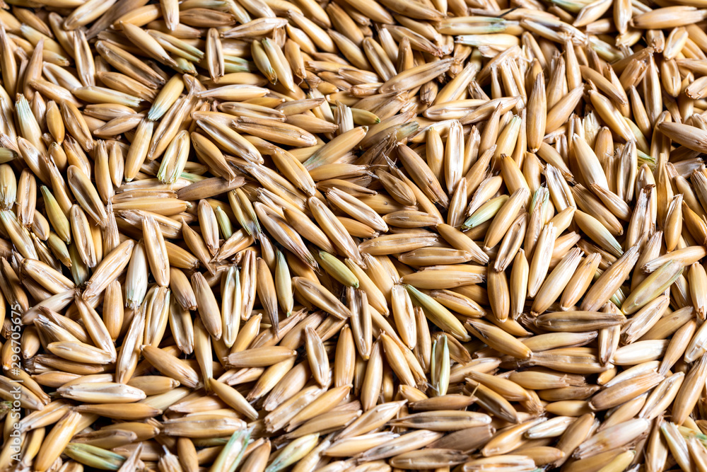 Abstract background of oats and wheat. Space for lettering or design. Abstract background of oats and wheat. Space for lettering or design.