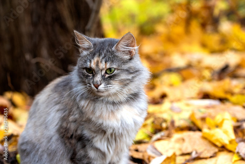 Close-up of a young beautiful cat on a blurred background of fallen autumn leaves.