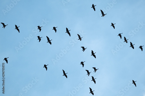 Wild greylag and Canada geese in flight.