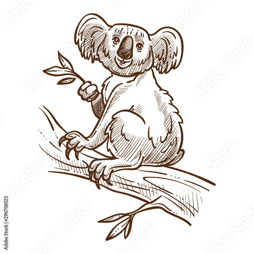 Australian symbol, koala bear on tree branch eating eucalyptus