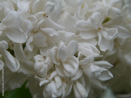 Weiße Flieder Blüte © Malu Arts