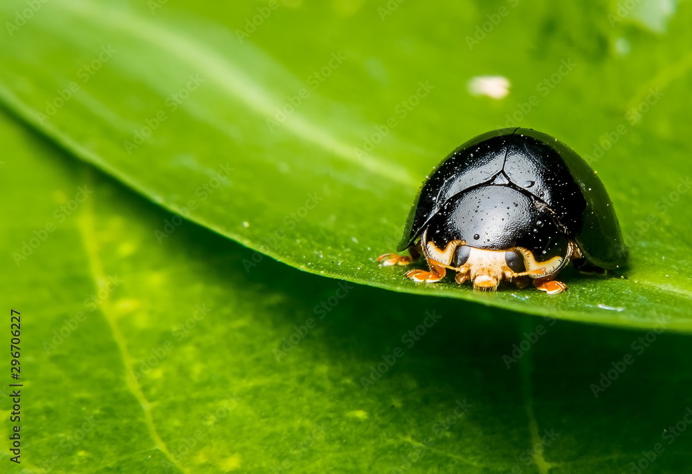 Black-tailed beetles are catching on the leaves and small droplets in the body. Black-tailed beetles are catching on the leaves and small droplets in the body.