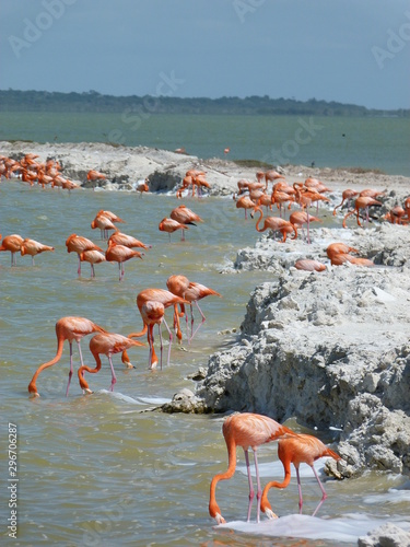 flamants roses dans lagune