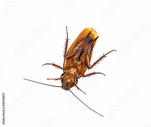 die cockroach isolated on a white background